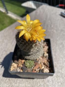 Sulcorebutia heliosa